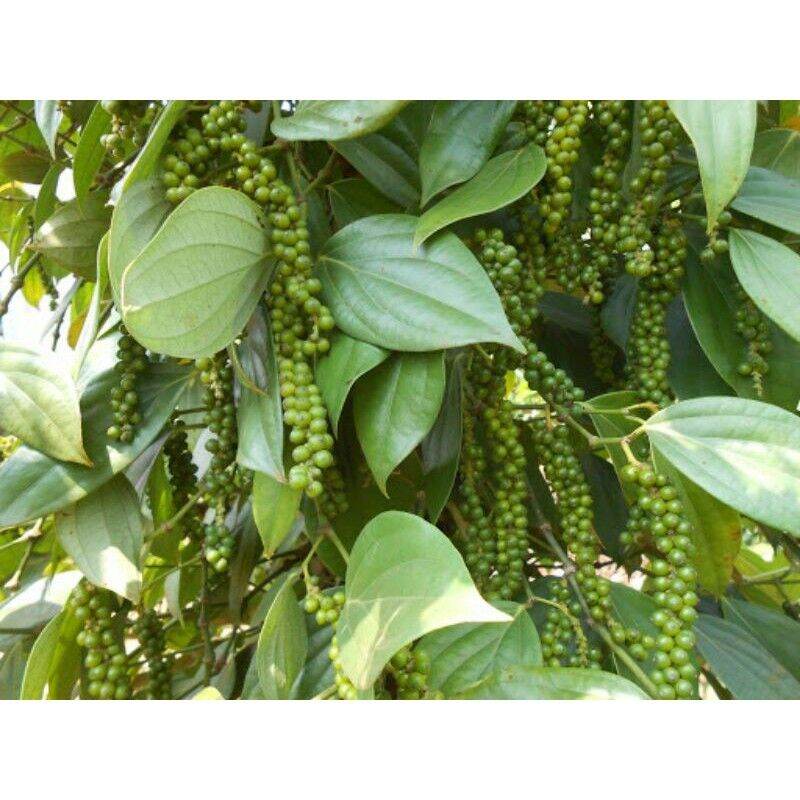 Cây giống hồ tiêu, cây tiêu giống siêu trái
