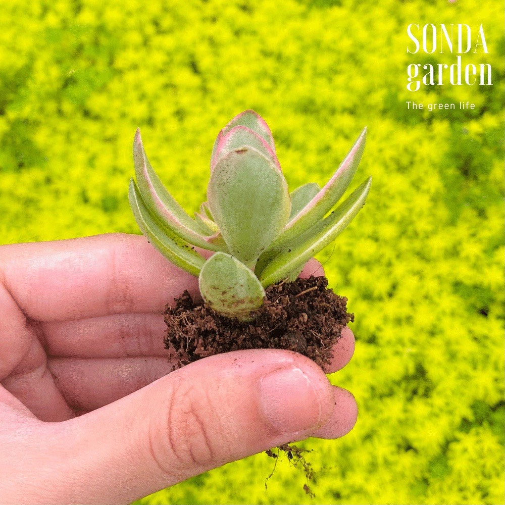 SEN ĐÁ BƯỚM VAR SIZE MINI, LỖI 1 ĐỔI 1