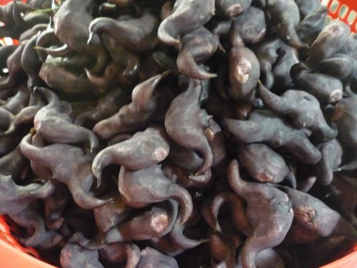 Củ cây ấu giống Đồng Tháp
