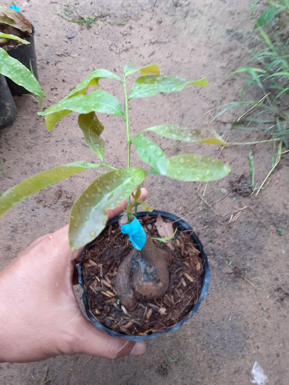 Mai Cúc Quý Phi cây ghép chuẩn giống