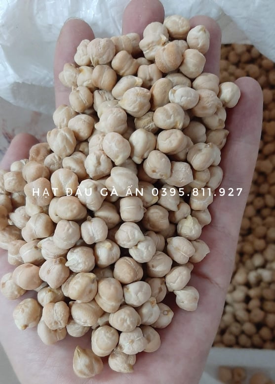 Hạt đậu gà Ấn Độ (đậu Chickpeas)