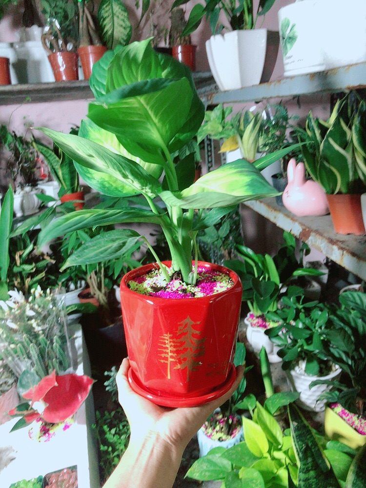 Chậu Cây Vạn Niên Thanh