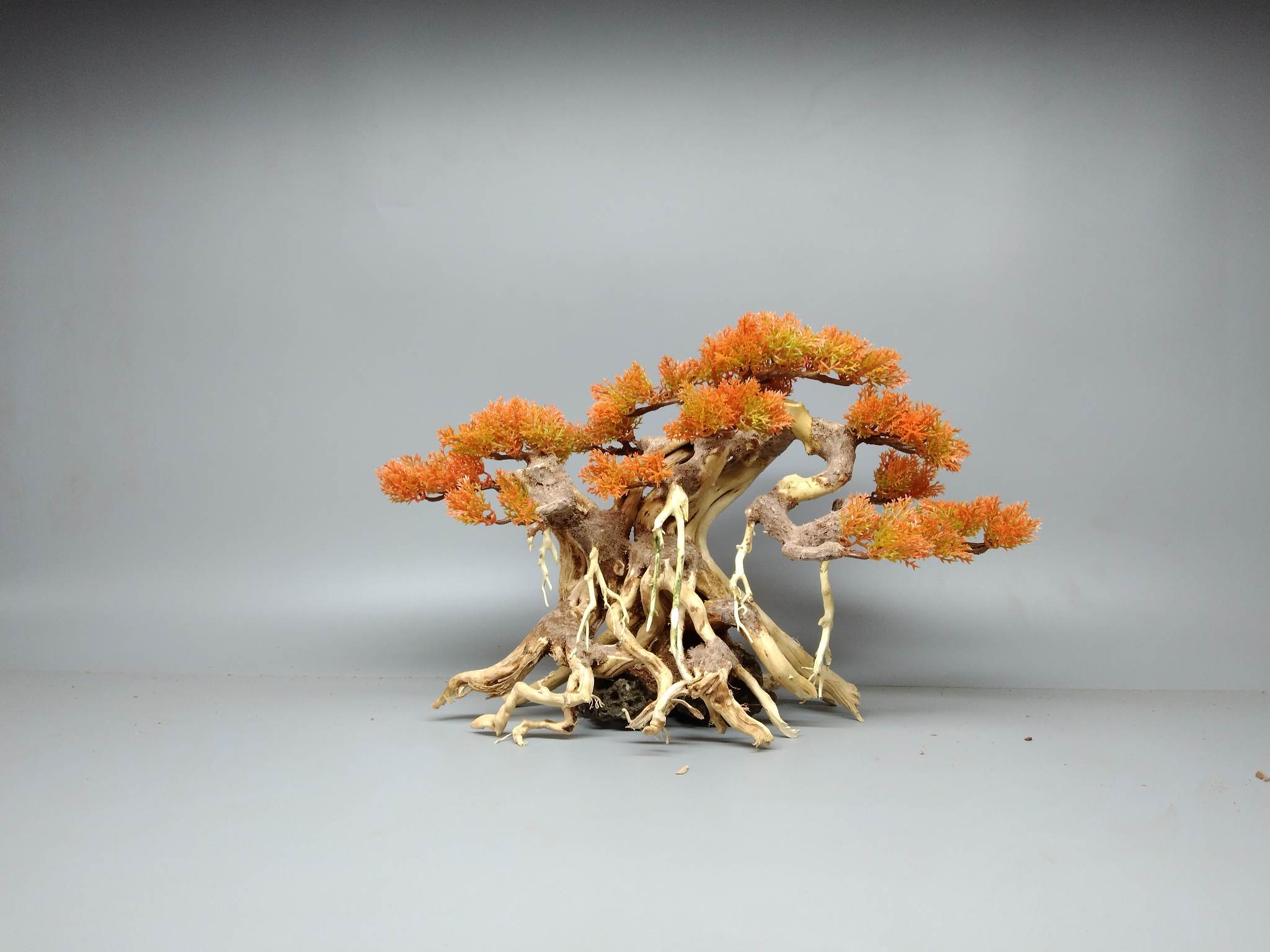 Cây gổ lũa Bonsai làm bằng lũa Hải Sa Quỳ [ Dáng 2 thân, đổ, tự nhiên. Tán nhựa màu cam]