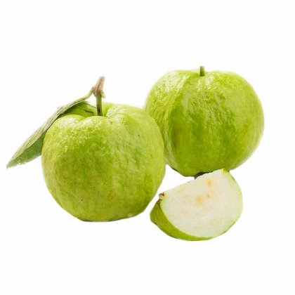 CÂY GIỐNG ỔI NỮ HOÀNG [ Cây ghép đẹp cho trái sớm sau 18 tháng ].