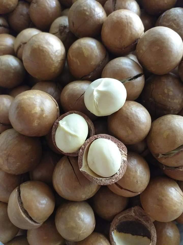 [500g] Hạt Macca sấy tách lức còn vỏ - hạt dinh dưỡng
