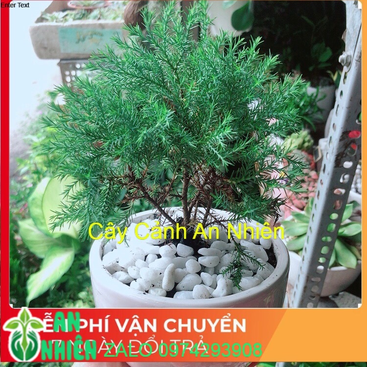 Chậu cây tùng bồng lai