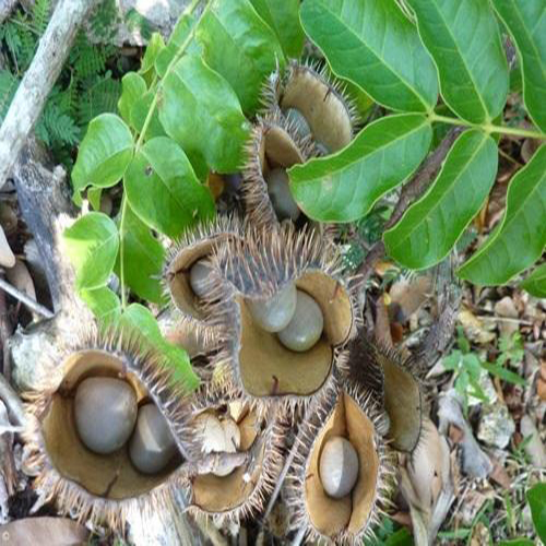 Large Bag of Cat's Claw Seeds, 1kg - Tan Phat Herbal Medicine - Clean Product Specialized for Making Drinking Water and Making Tea