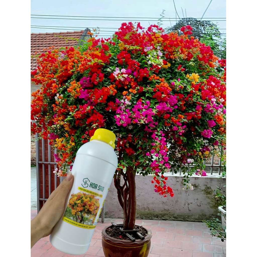 Phân bón kích hoa giấy siêu đậm đặc giúp sai hoa bền màu lâu tàn bật hoa quanh năm loại 1 lít dùng tiết kiệm dùng cho tất cả các loại hoa, phân hữu cơ Hoa Sao,  giúp hoa giấy sai hoa,nở hoa đồng loạt rực rỡ quanh năm