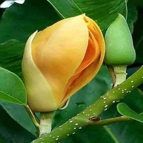 CÂY HOA NGỌC LAN VÀNG