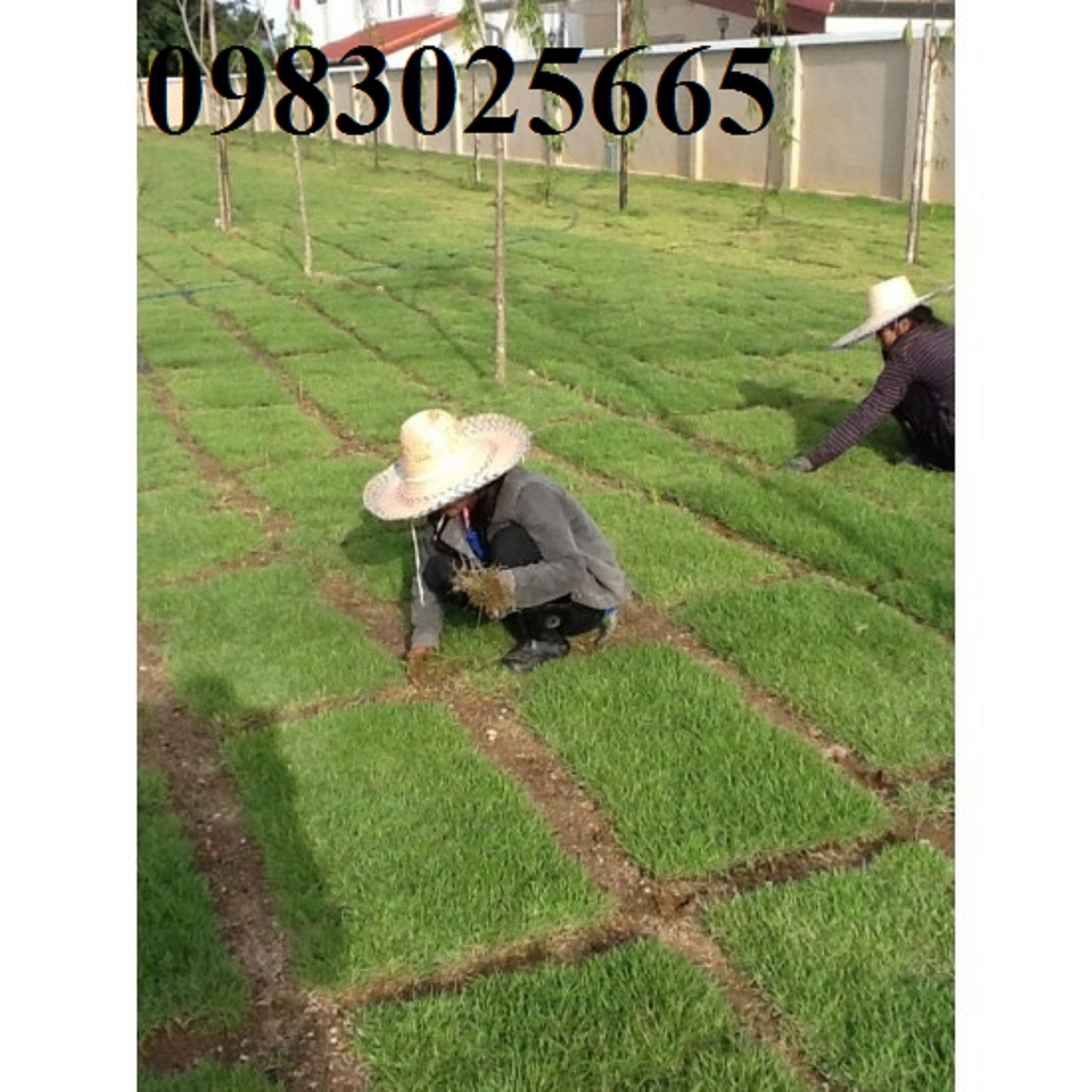 Hạt giống cỏ BARMUDA (cỏ gà) - cỏ thảm 500g