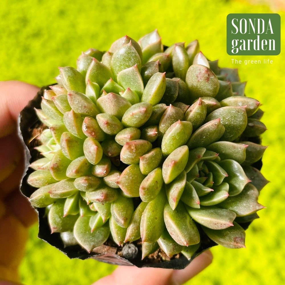 SEN ĐÁ RUBY LÁ NGẮN SIZE BÉ SIÊU KHỎE ĐẸP LỖI 1 ĐỔI 1