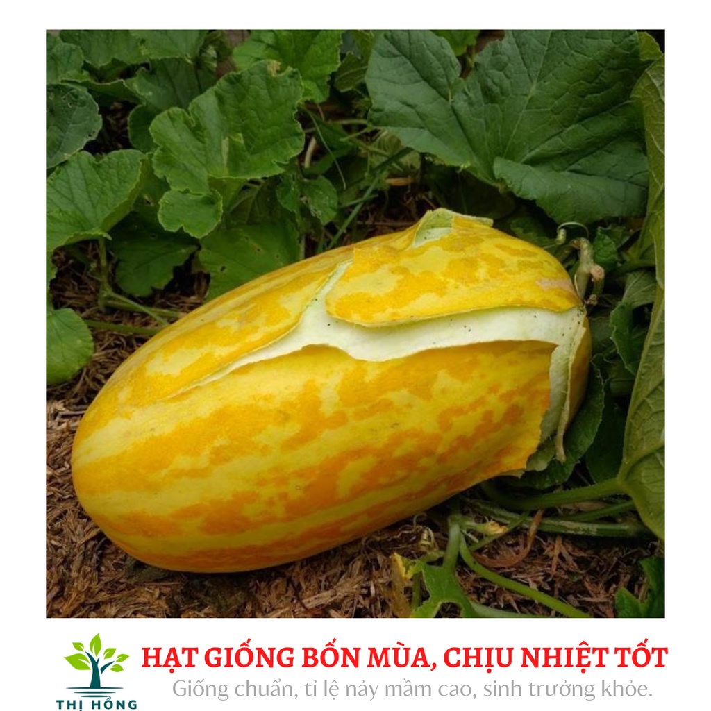 Hạt giống dưa gang cao sản 1g (mùi rất thơm, thịt bở, vị ngọt mát)