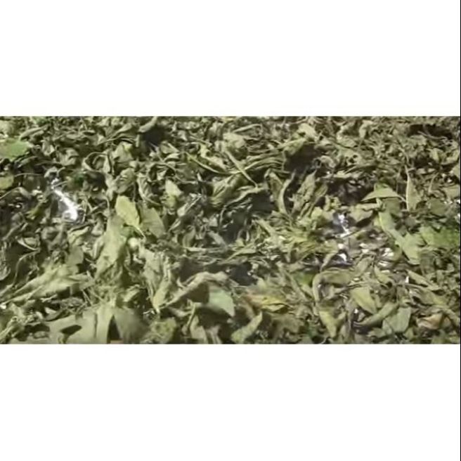 500g lá đắng lá mật gấu kim tai