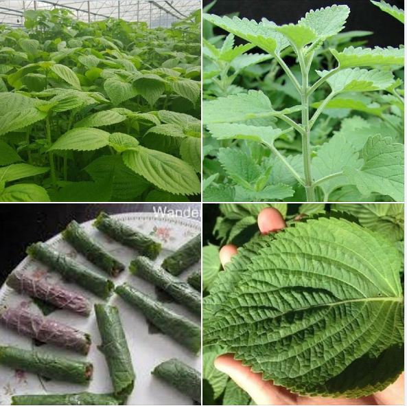 Hạt giống lá mè vừng hàn quốc-gói 1gram