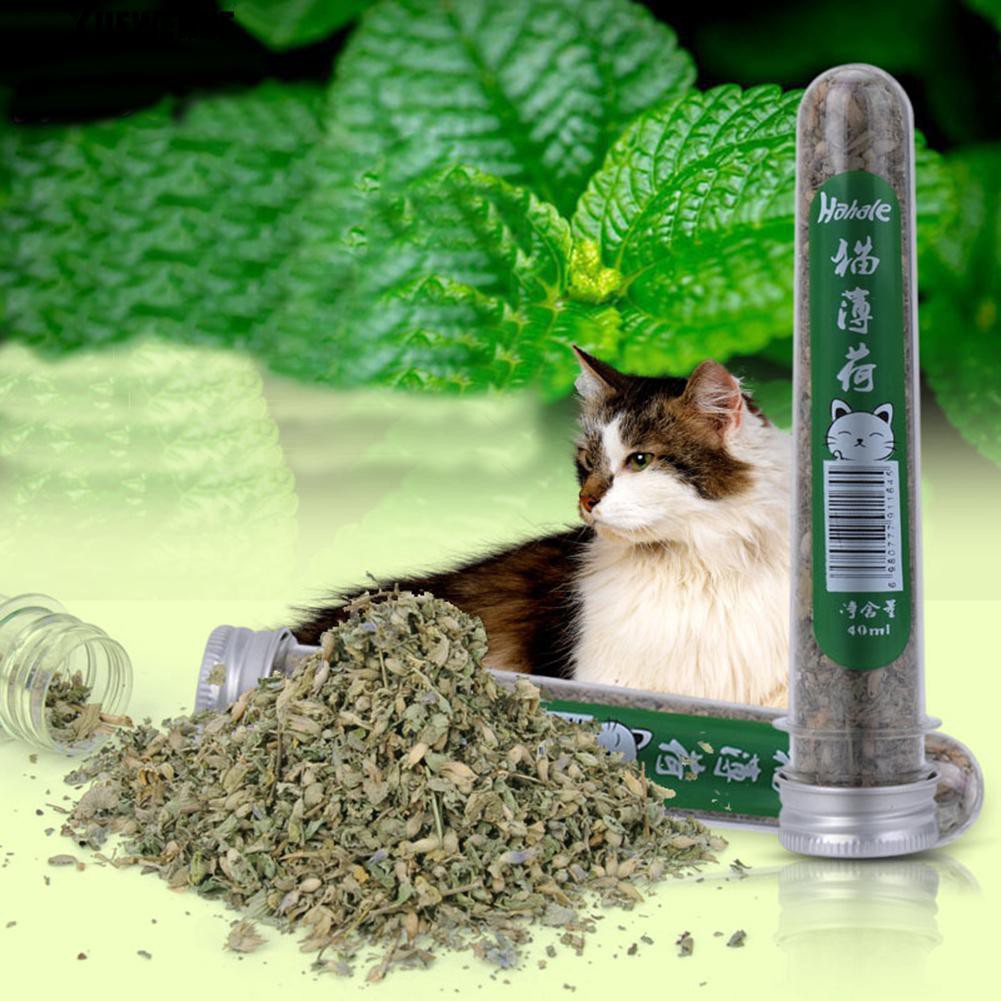 Catnip Cỏ MèO Lá BạC Hà Khô Cho MèO