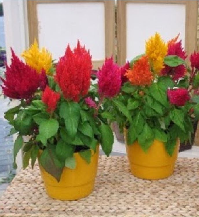 Hạt giống hoa mào gà lửa mix màu - Gói 100 hạt
