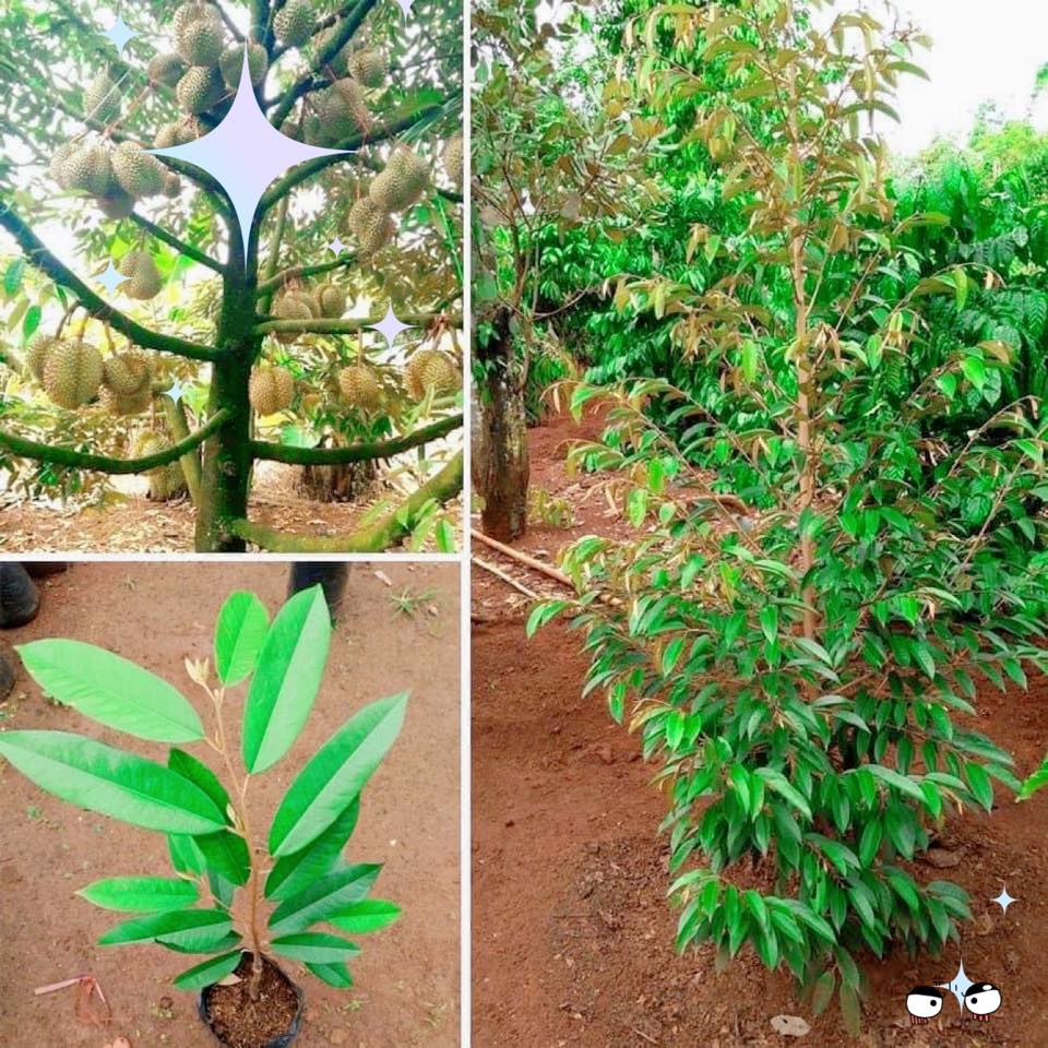 Cây giống Sầu Riêng Musangking ghép đầu dòng.