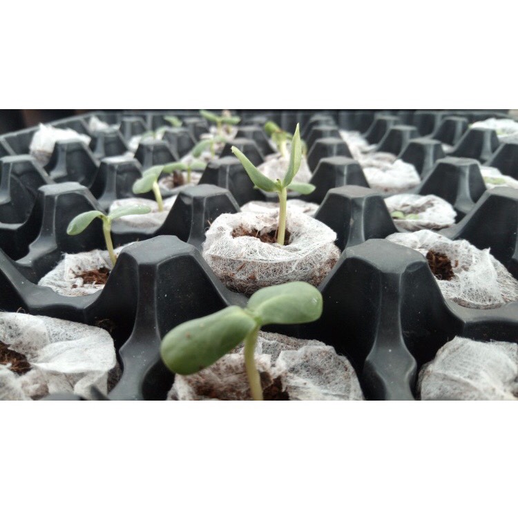 20 Viên Nén Xơ Dừa, Viên Nén Ươm cây, trồng rau thủy canh, chiết cành
