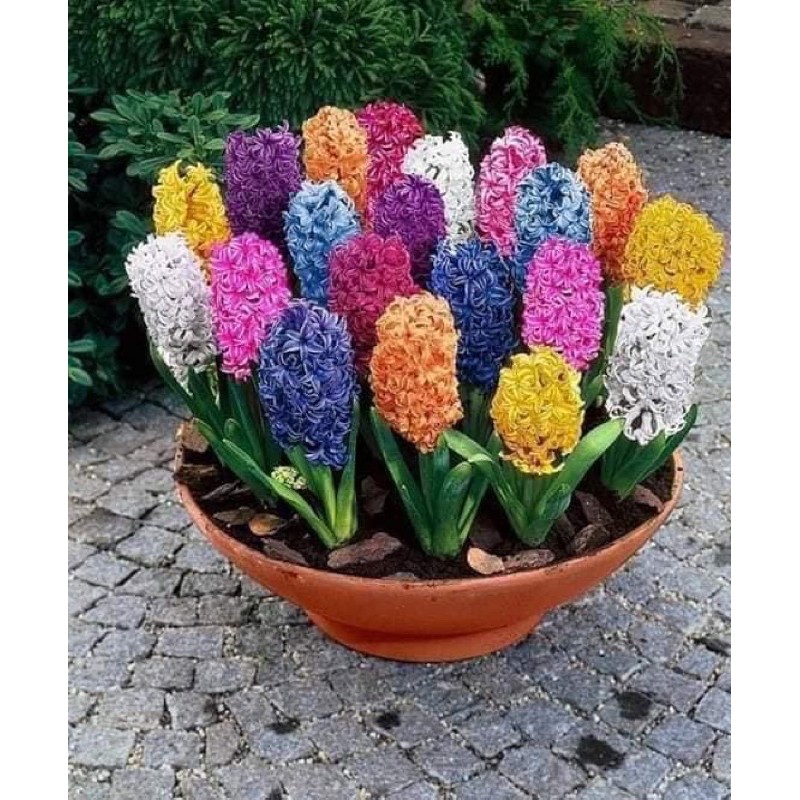 Cây tiên ông Bầu đất