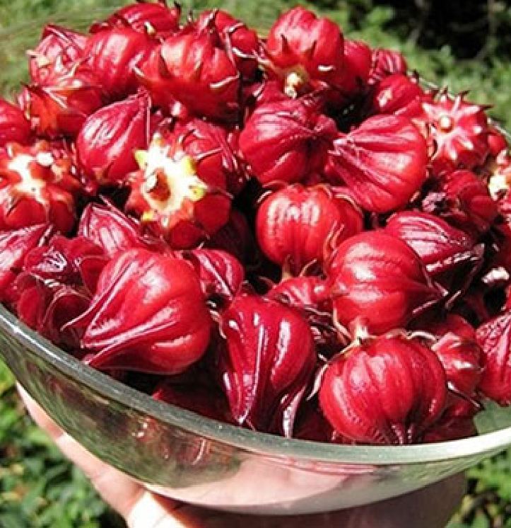 Hạt Giống Cây Atiso Đỏ ( Bụp Giấm) 10 hạt/gói