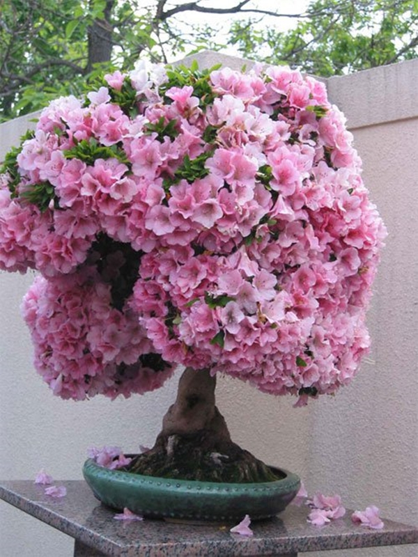 Hạt giống hoa Đỗ quyên
