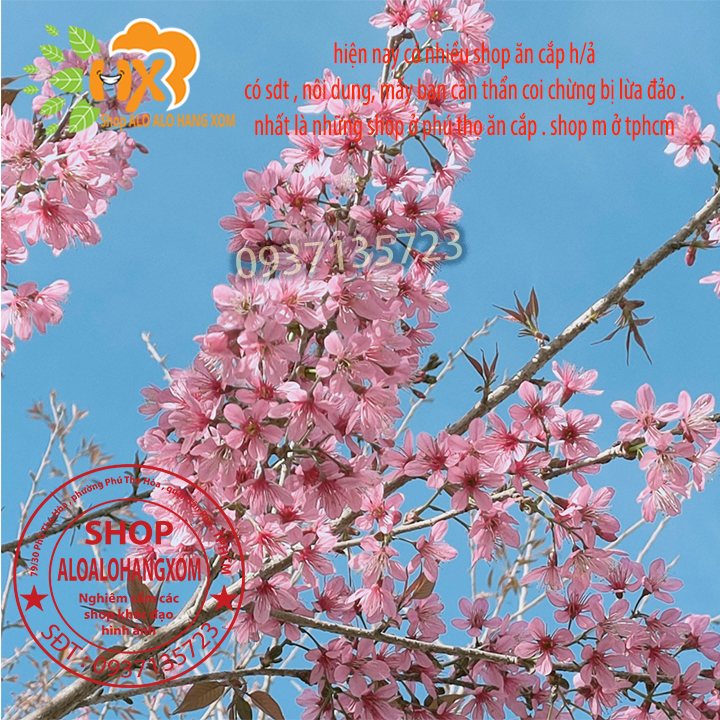 [HCM]combo 5 cây mai anh đào cây con [ cây giống ] .
