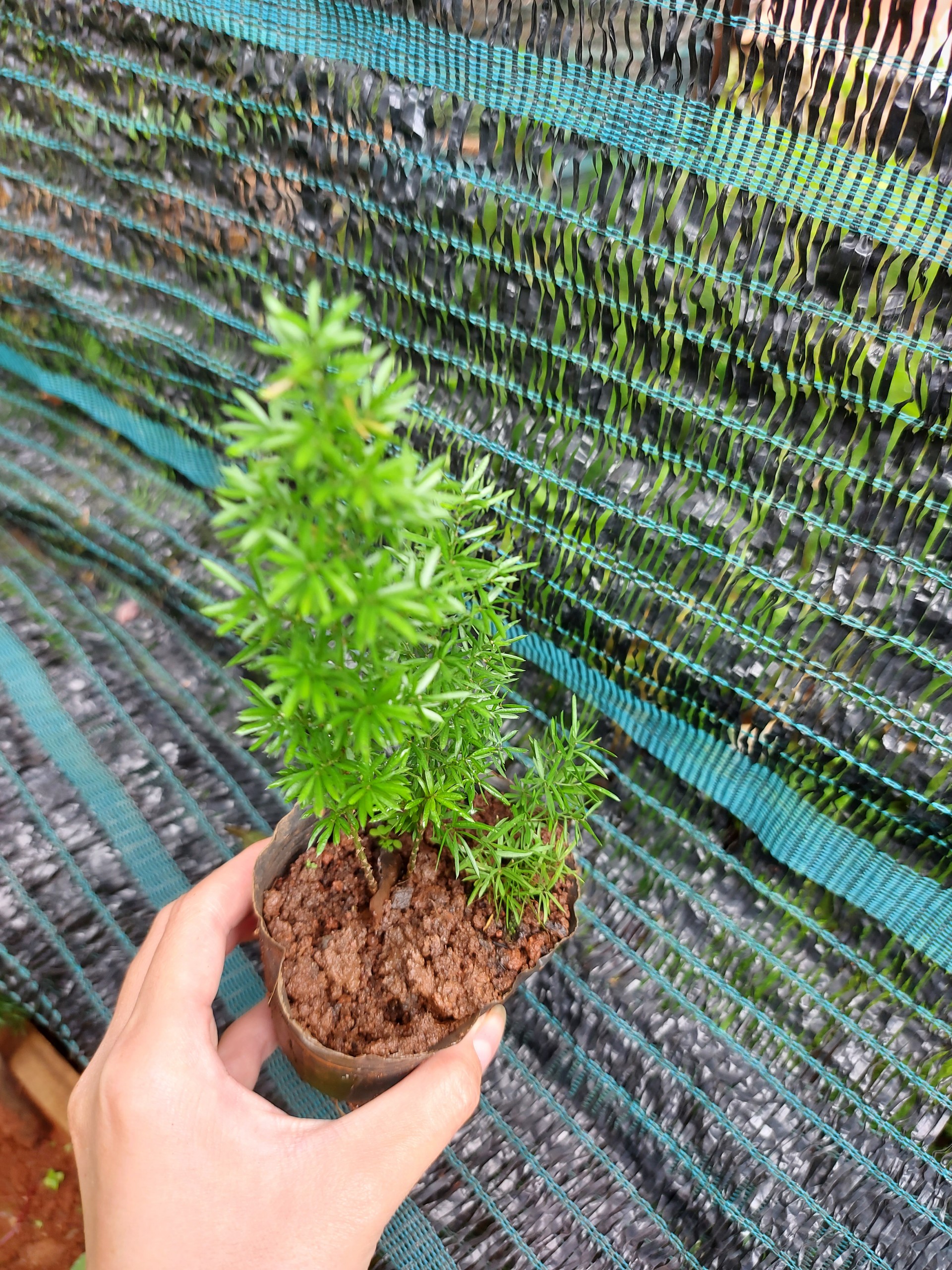 Tùng đuôi chồn mini. chậu trung