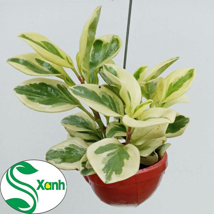 Chậu Treo Trường Sinh