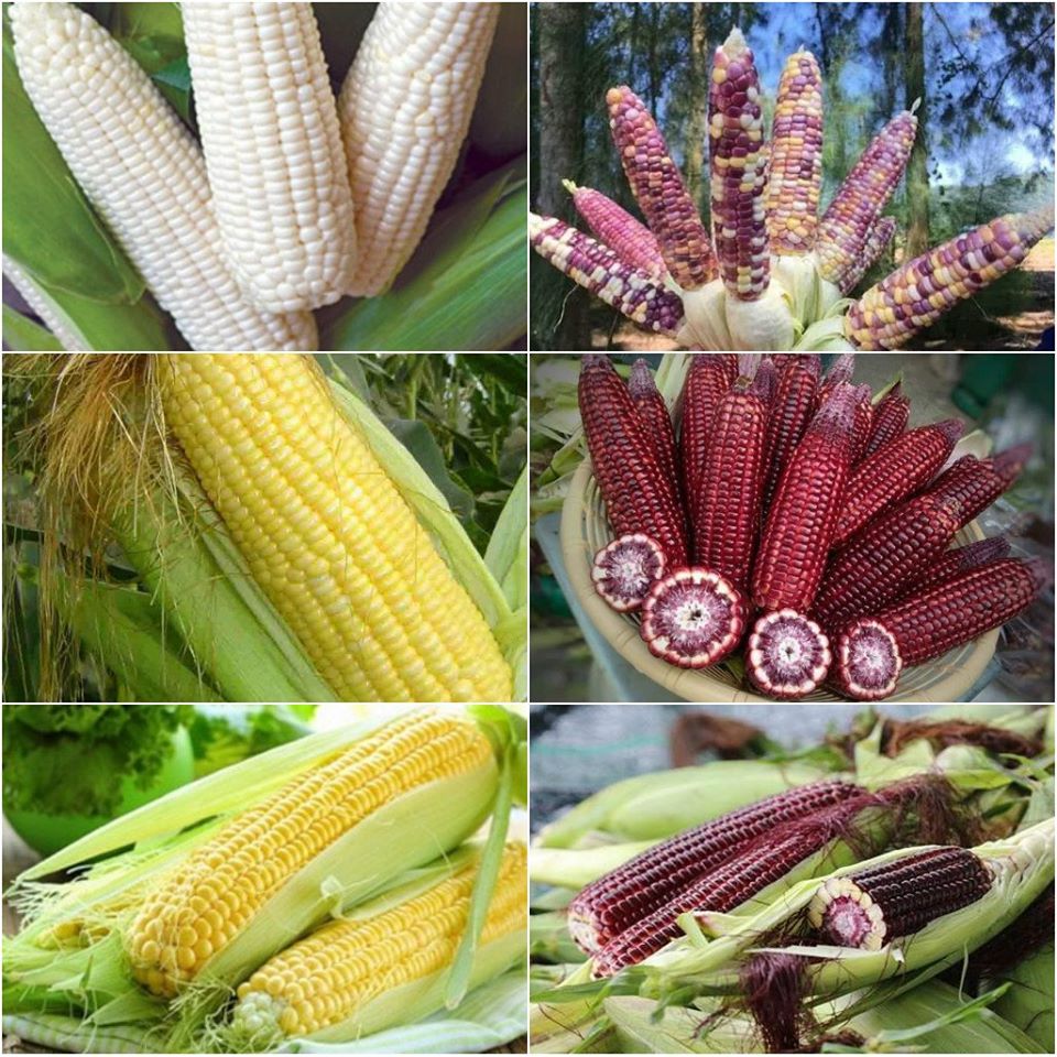 Combo 5 gói hạt giống ngô - 5 loại ngô - t(TẶNG gói kích thích hỗ trợ hạt nảy mầm)