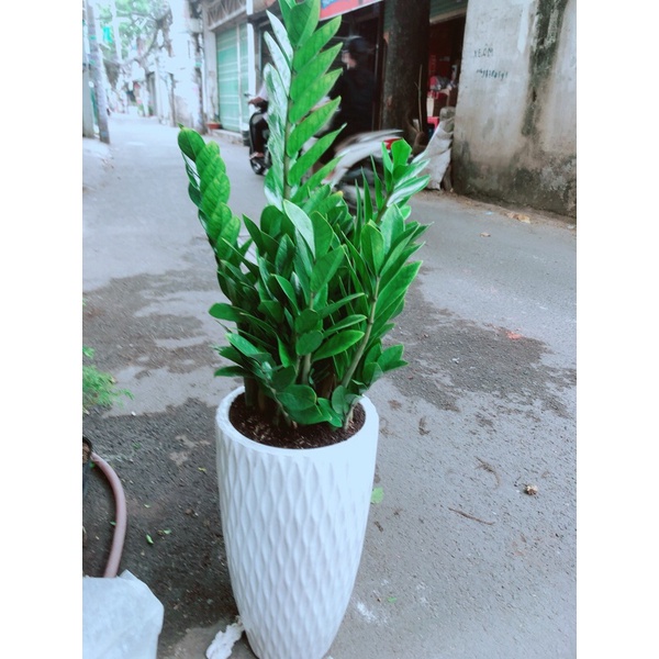 Chậu Cây Kim Phát Tài