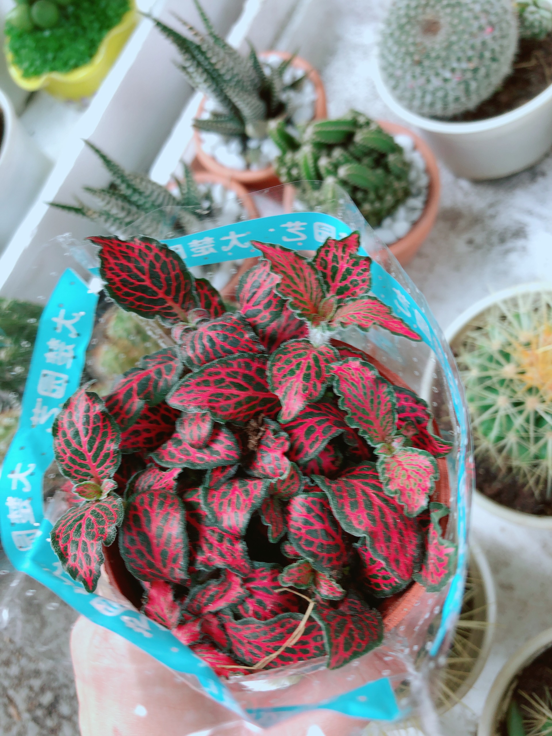 Cẩm Nhưng Đỏ