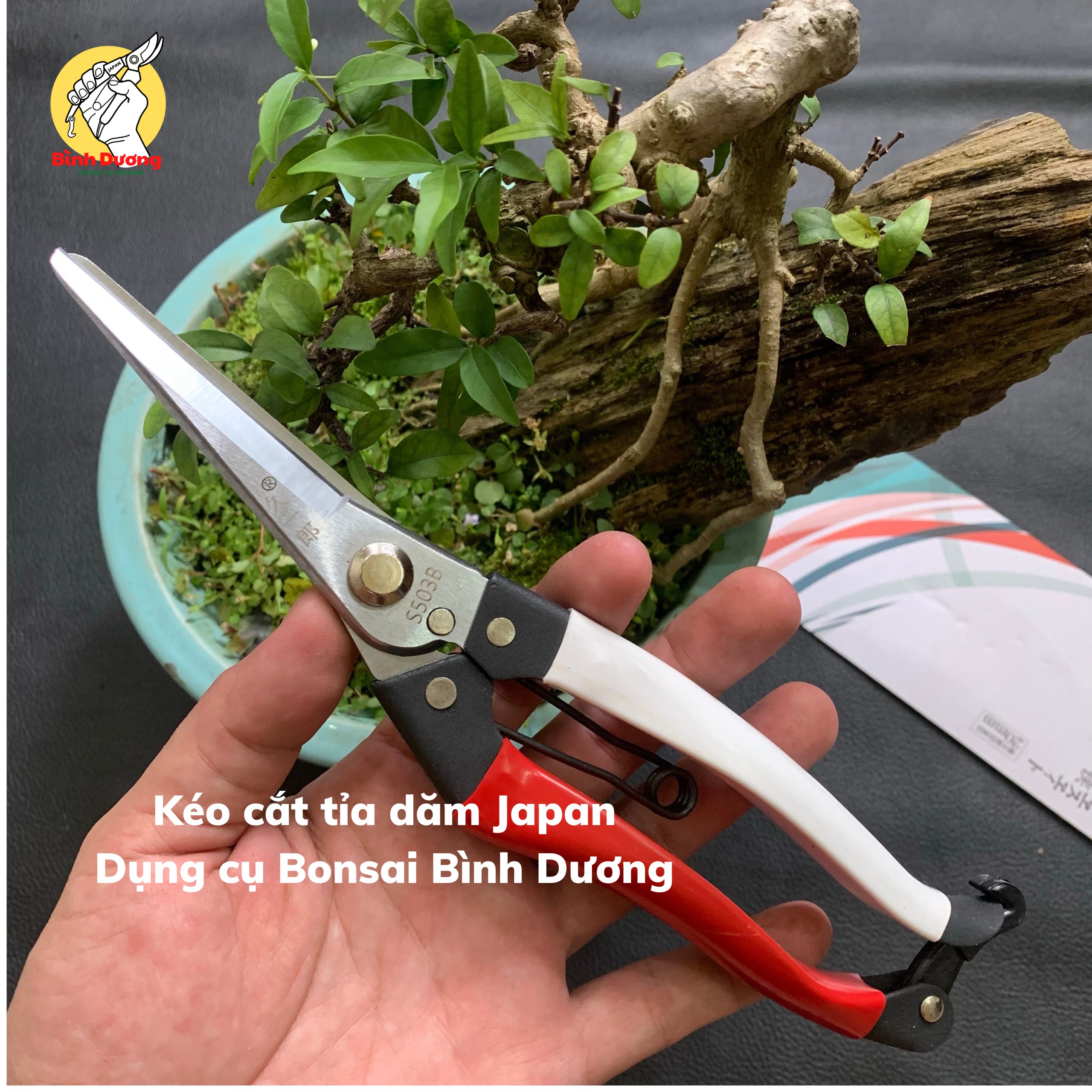KÉO CẮT TỈA DĂM, CHỒI, LÁ JIUYILANG - JAPAN [CHÍNH HÃNG], KÉO CẮT TỈA DĂM, CHỒI, LÁ CÂY CẢNH BONSAI