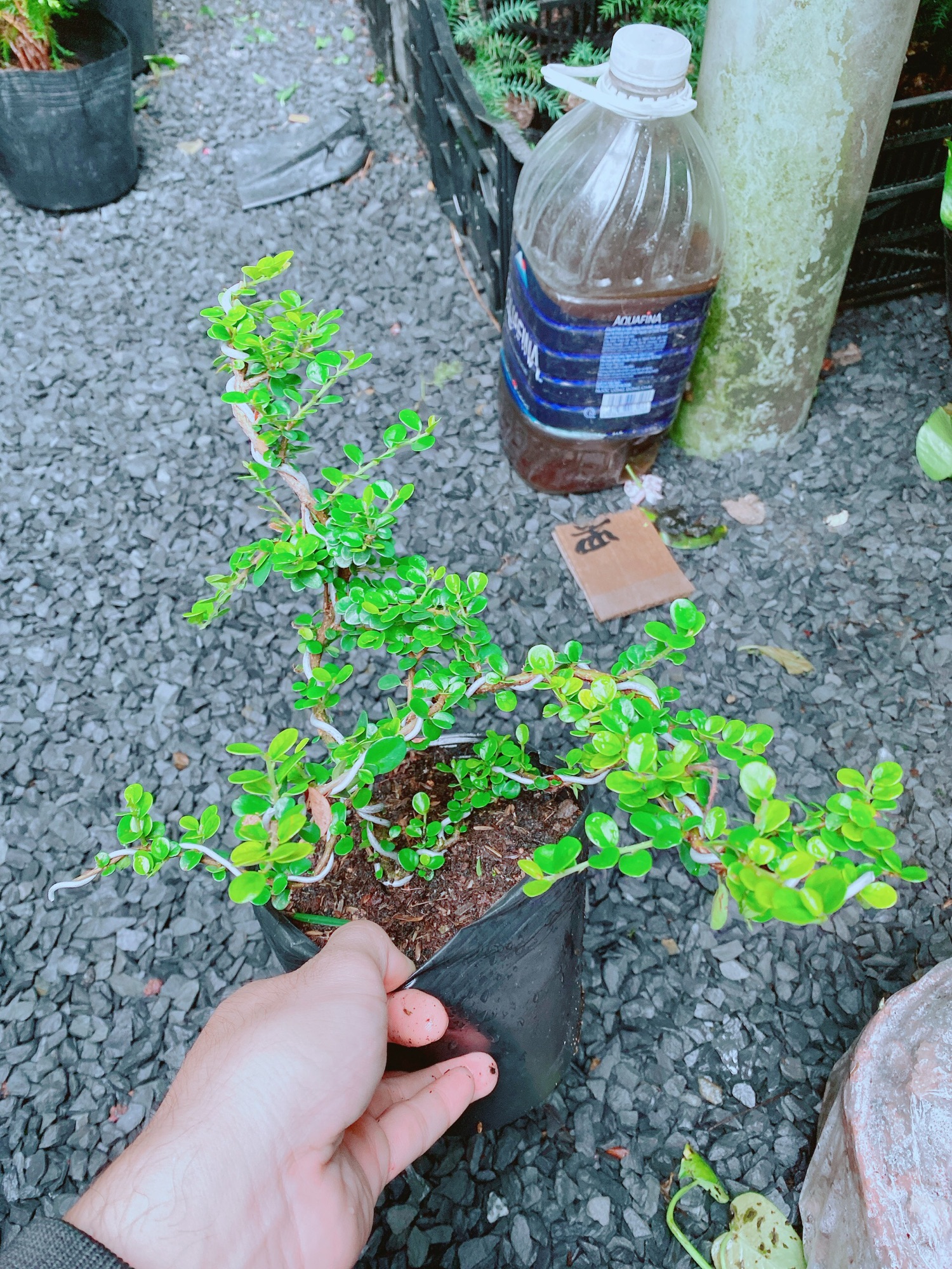 [HCM]Cây Sam Núi Bonsai