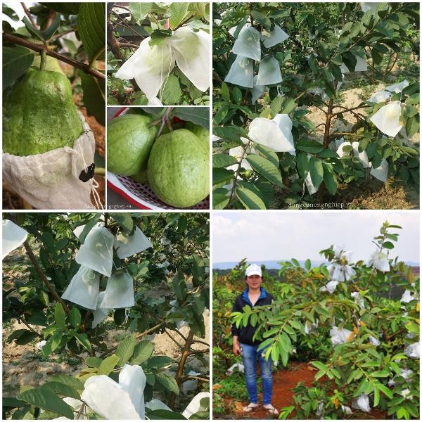 Combo 50 Túi Bọc Ổi Chất Lưọng Số 1, chất lượng số 1