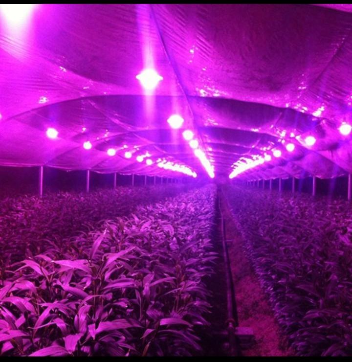 Chíp Led Quang Phổ Trồng Cây 220V 50W