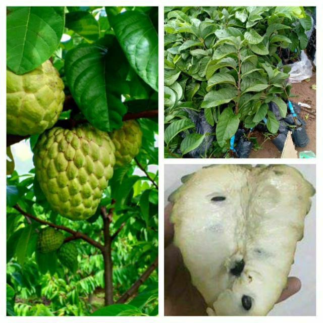 Bầu cây giống na thái