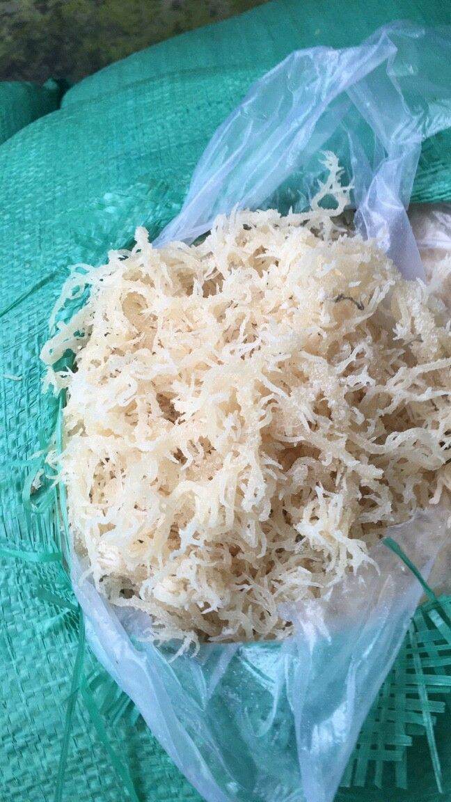 Rong Sụn Gai Muối Khô