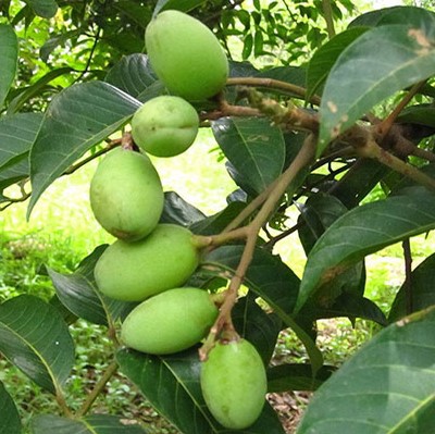 Cây Cà Na Thái (loại to)