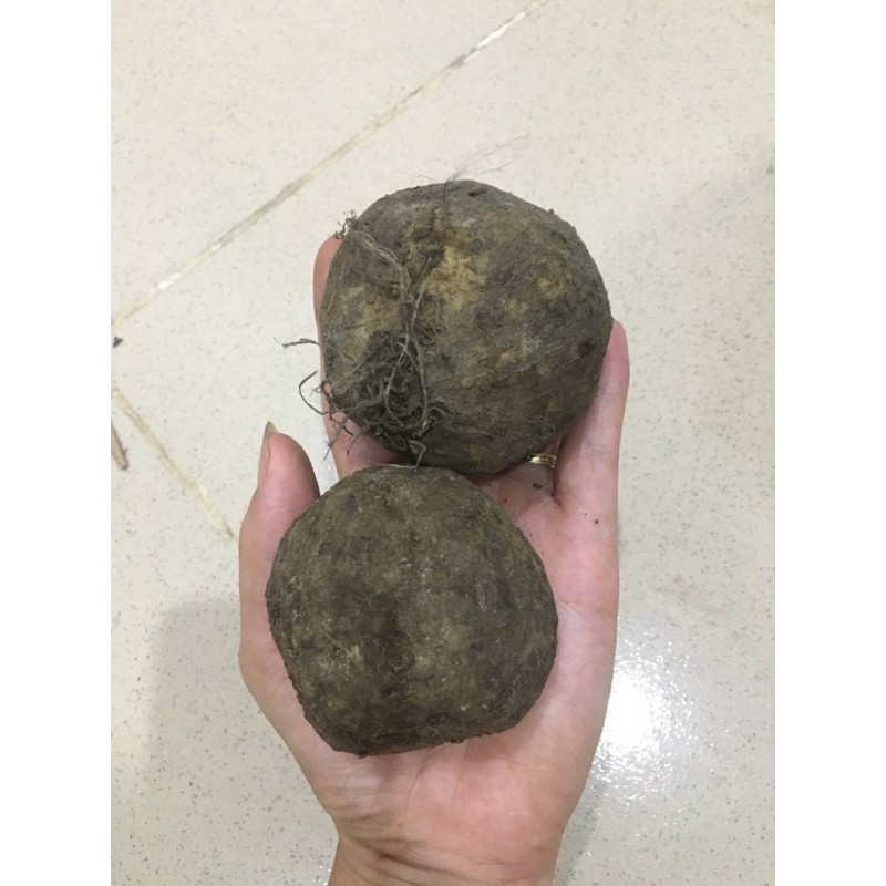 Củ bình vôi làm cảnh