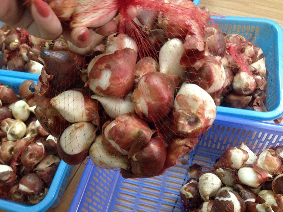 5 củ giống hoa tulip hoa màu cam