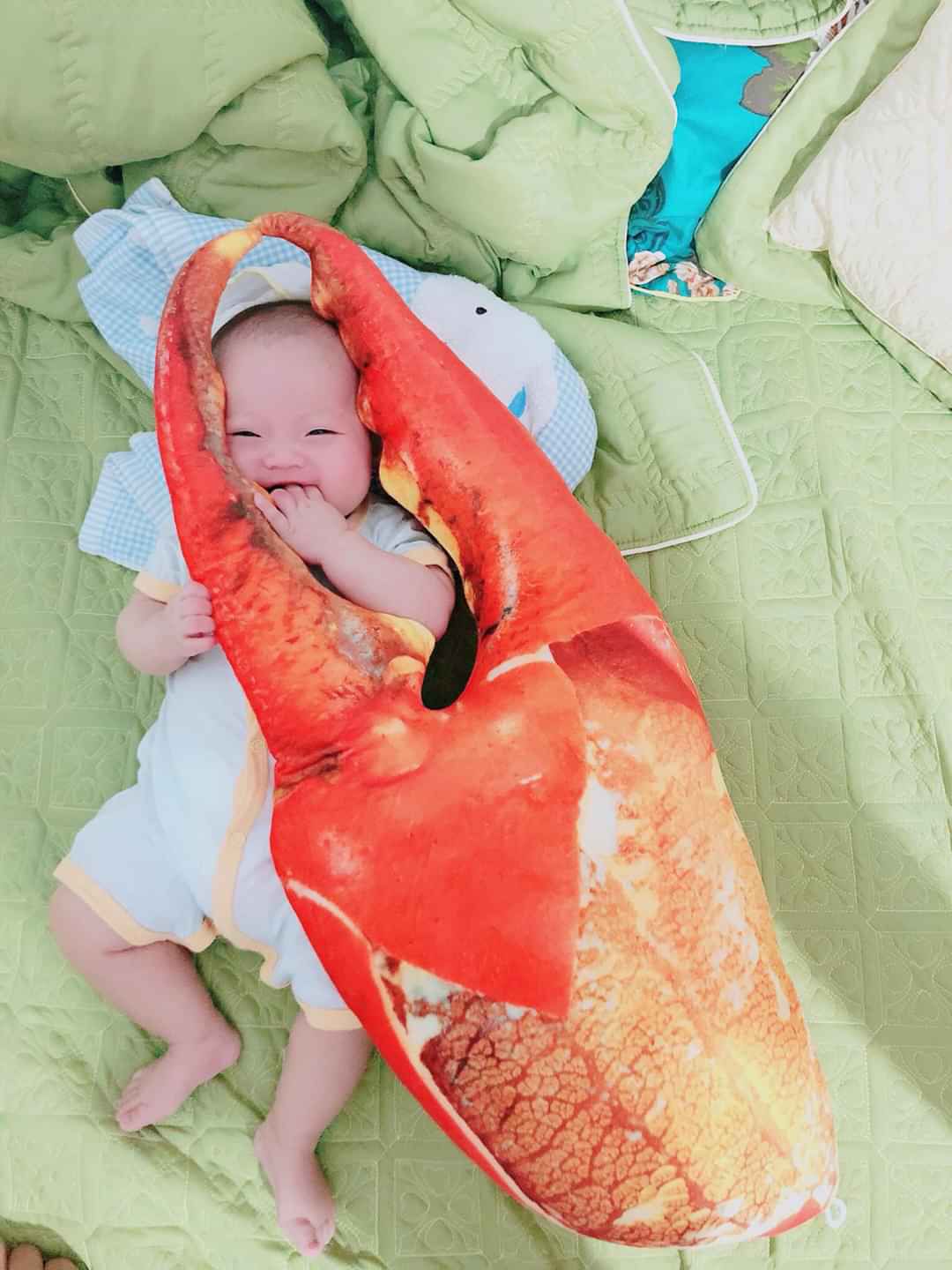 GẤU BÔNG CÀNG CUA 3D SIÊU HOT
