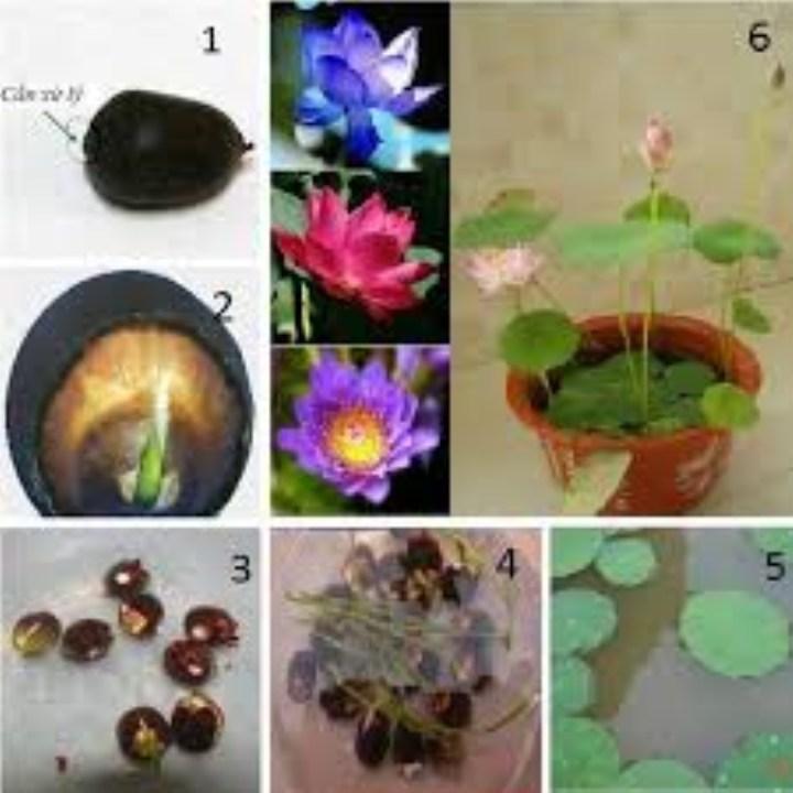 5 hạt giống sen nhật mini nhiều màu