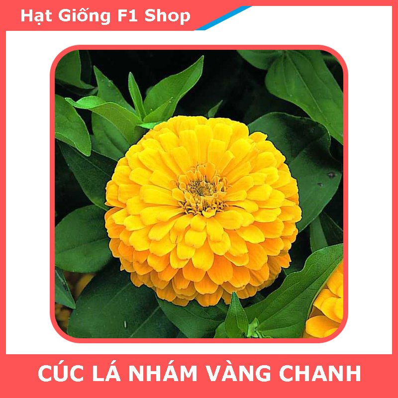 Hạt Giống Hoa Cúc Lá Nhám (Cúc Zinnia) Vàng Chanh (007.F1)