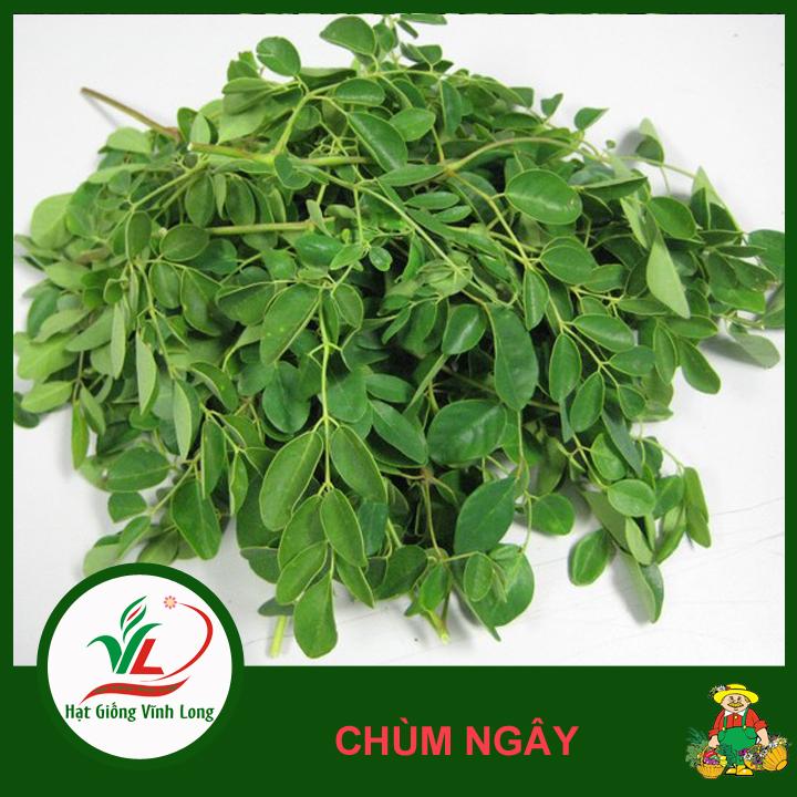 Hạt giống Chùm Ngây RD 03 - 2g