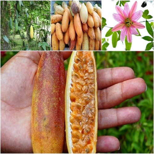 Cây giống cây chanh leo chuối nam mỹ, hàng nhập khẩu, cam kết giống chuẩn f1