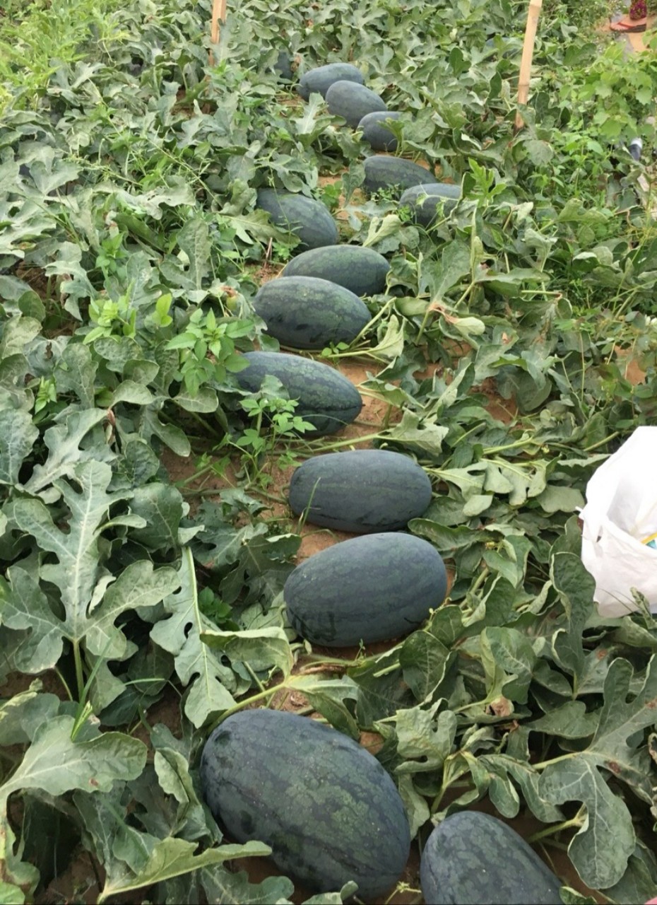 Hạt giống dưa hấu dài F1
