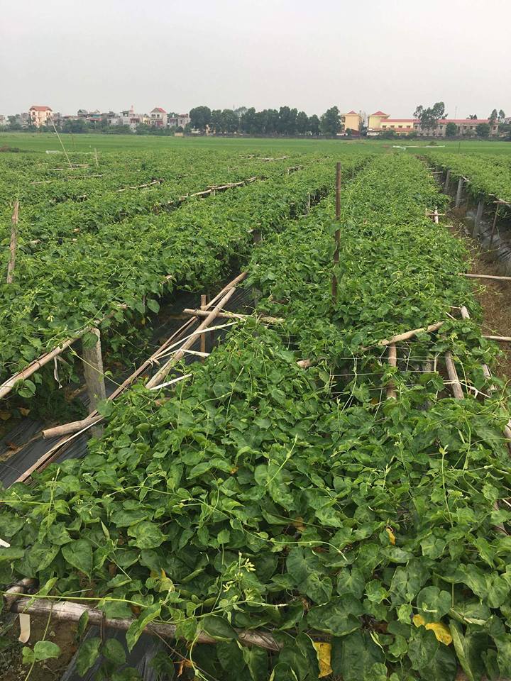 Cây giống Hoa Thiên Lý