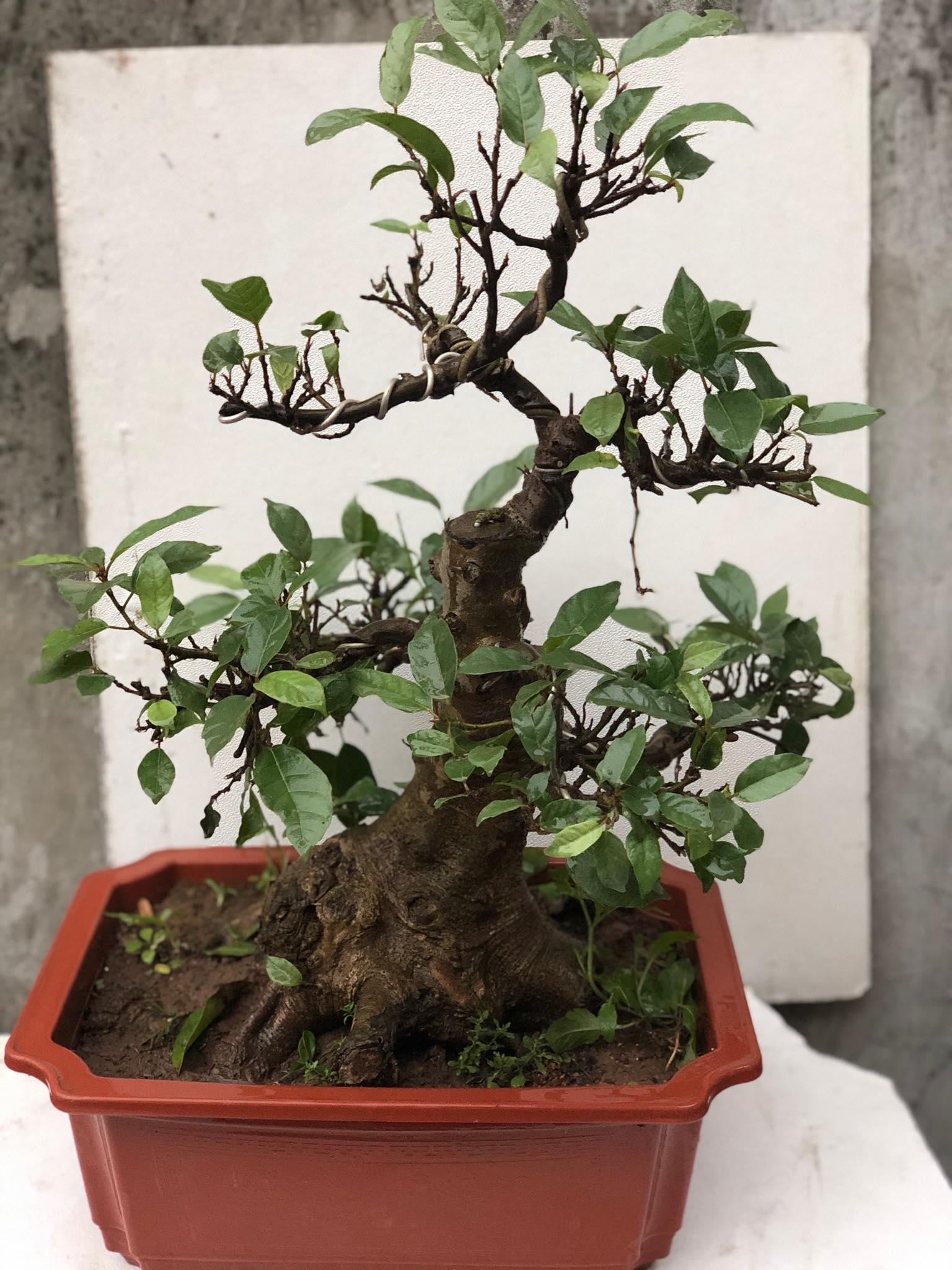 Cây sung bonsai 5