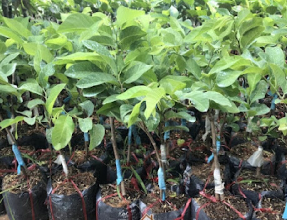 Cây na thái ( mãng cầu na thái)
