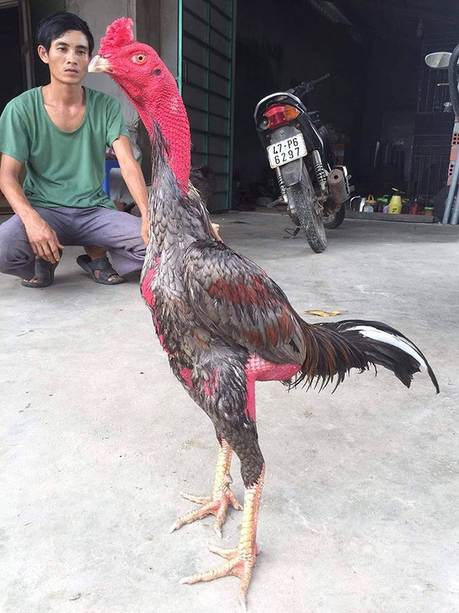 KÍCH LÔNG CHO GÀ CHỌI GÀ TRE - KÍCH LÔNG CHO GÀ - KÍCH MỌC LÔNG CHO GÀ